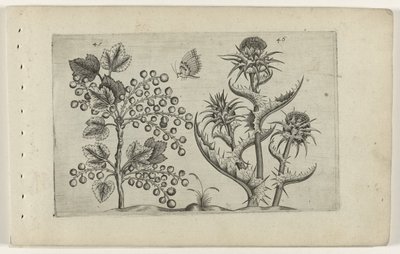 Aalbes en Mariadistel Ismerje meg a liliomokat (sorozat címe) alkotó: Crispijn van de Passe (I) (attributed to)