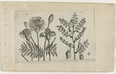 Tagetes és csicseriborsó Cognoscite lilia (sorozat címe) alkotó: Crispijn van de Passe (I) (attributed to)
