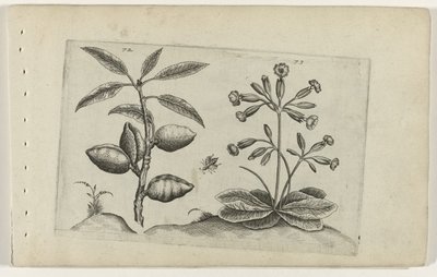Amandelboom en gulden sleutelbloem Ismerje meg a liliomokat (sorozat címe) alkotó: Crispijn van de Passe (I) (attributed to)