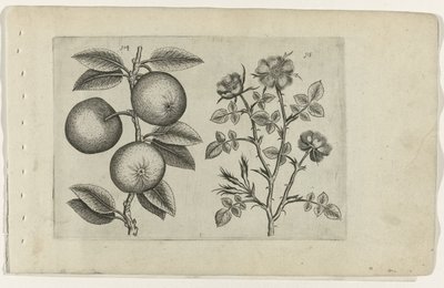 Alma és kutyarózsa Cognoscite lilia (sorozat címe) alkotó: Crispijn van de Passe (I) (attributed to)