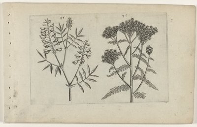 Boswikke en tuizendblad Ismerje meg a liliomokat (sorozat címe) alkotó: Crispijn van de Passe (I) (attributed to)