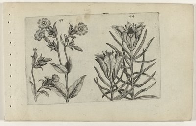 Nappali kakukkvirág és rozsliliom Cognoscite lilia (sorozat címe) alkotó: Crispijn van de Passe (I) (attributed to)