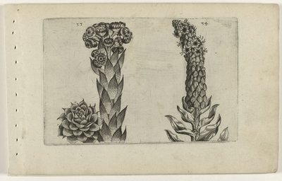 Thunderblade és ökörfarkkóró Cognoscite lilia (sorozat címe) alkotó: Crispijn van de Passe (I) (attributed to)
