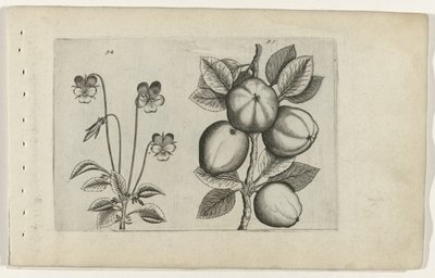 Háromszínű lila és alma Cognoscite lilia (sorozat címe) alkotó: Crispijn van de Passe (I) (attributed to)