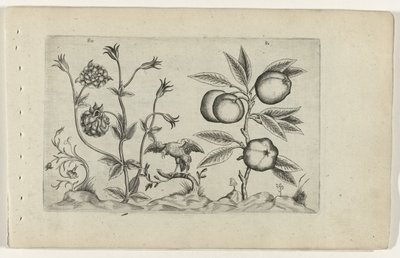 Dubbele akelei en appel Ismerje meg a liliomokat (sorozat címe) alkotó: Crispijn van de Passe (I) (attributed to)