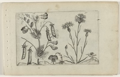Erwt en korenbloem Ismerje meg a liliomokat (sorozat címe) alkotó: Crispijn van de Passe (I) (attributed to)