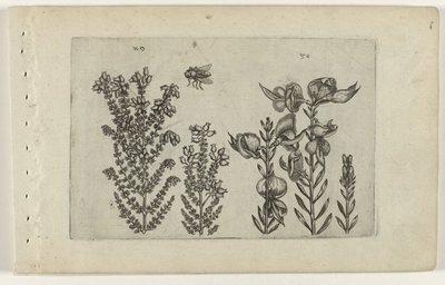 Közönséges bozót és seprűbokor Cognoscite lilia (sorozat címe) alkotó: Crispijn van de Passe (I) (attributed to)