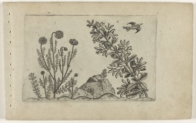 Gewone kamille en zuurbes Ismerje meg a liliomokat (sorozat címe) alkotó: Crispijn van de Passe (I) (attributed to)