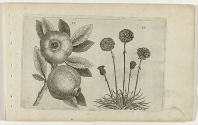 Granaatappel en Engels gras Ismerje meg a liliomokat (sorozat címe) alkotó: Crispijn van de Passe (I) (attributed to)