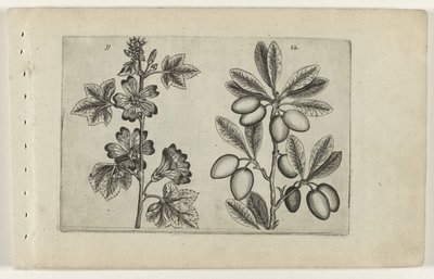 Nagy mályva és olajfa Cognoscite lilia (sorozat címe) alkotó: Crispijn van de Passe (I) (attributed to)