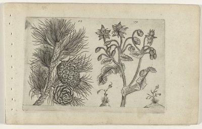 Grove den en bernagie Ismerje meg a liliomokat (sorozat címe) alkotó: Crispijn van de Passe (I) (attributed to)