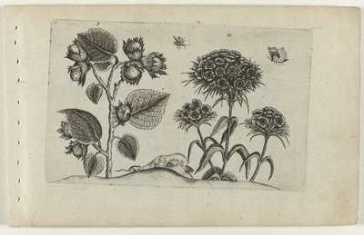 Hazel és Sweet William Cognoscite lilia (sorozat címe) alkotó: Crispijn van de Passe (I) (attributed to)