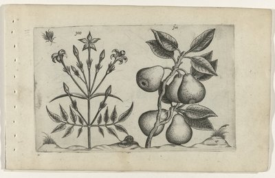 Jázmin és körte Cognoscite lilia (sorozat címe) alkotó: Crispijn van de Passe (I) (attributed to)