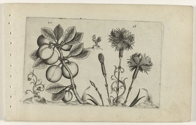 Kerspruit en tuinanjer Ismerje meg a liliomokat (sorozat címe) alkotó: Crispijn van de Passe (I) (attributed to)