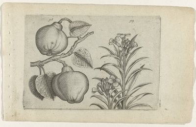 Kweepeer és muurbloem Cognoscite Lily (sorozat címe) alkotó: Crispijn van de Passe (I) (attributed to)