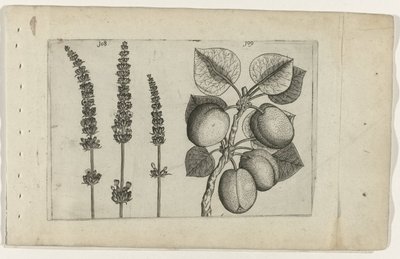 Levendula és kajszibarack Ismerje meg a liliomokat (sorozat címe) alkotó: Crispijn van de Passe (I) (attributed to)