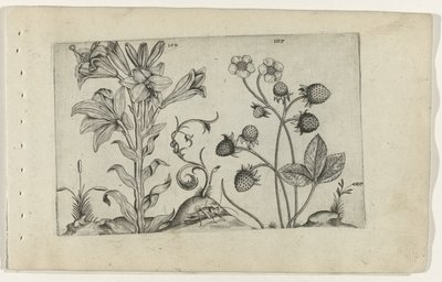 Madonnalelie en aardbei Ismerje meg a liliomokat (sorozat címe) alkotó: Crispijn van de Passe (I) (attributed to)