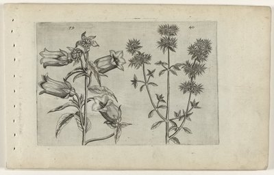 Mariette óra és majoránna Cognoscite lilia (sorozat címe) alkotó: Crispijn van de Passe (I) (attributed to)