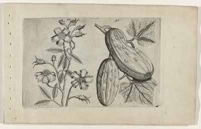 Muskusroos en komkor Ismerje meg a liliomokat (sorozat címe) alkotó: Crispijn van de Passe (I) (attributed to)