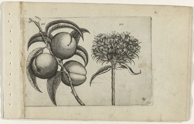 Barack és égő szerelem Cognoscite lilia (sorozat címe) alkotó: Crispijn van de Passe (I) (attributed to)