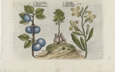 Pruim en muurbloem Pruna Damasena / Leucojum (cím a tárgyon) Ismerje meg a liliomokat (sorozat címe) alkotó: Crispijn van de Passe (I) (attributed to)