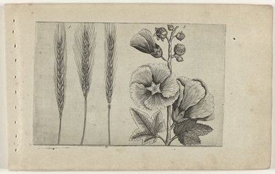 Rogge en stokroos Ismerje meg a liliomokat (sorozat címe) alkotó: Crispijn van de Passe (I) (attributed to)