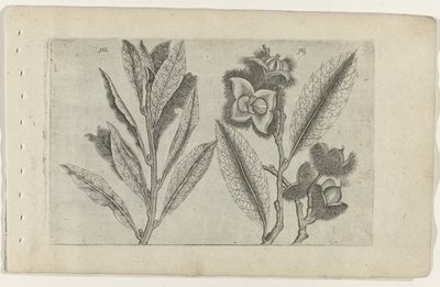 Salie en tamme kastanje Ismerje meg a liliomokat (sorozat címe) alkotó: Crispijn van de Passe (I) (attributed to)