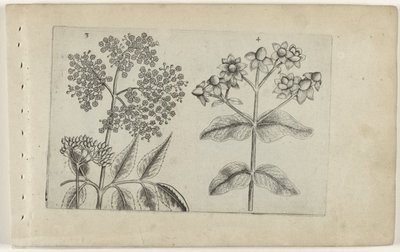 Sering en mansbloed Ismerje meg a liliomokat (sorozat címe) alkotó: Crispijn van de Passe (I) (attributed to)