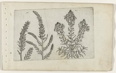 Tamarisk en vlasbekje Ismerje meg a liliomokat (sorozat címe) alkotó: Crispijn van de Passe (I) (attributed to)