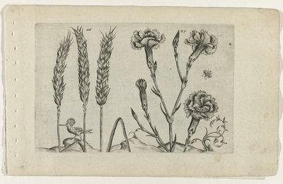 Tarwe en tuinanjer Ismerje meg a liliomokat (sorozat címe) alkotó: Crispijn van de Passe (I) (attributed to)
