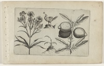 Tuinanjer en citroen Ismerje meg a liliomokat (sorozat címe) alkotó: Crispijn van de Passe (I) (attributed to)