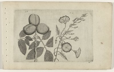 Walnootboom en akkerwinde Ismerje meg a liliomokat (sorozat címe) alkotó: Crispijn van de Passe (I) (attributed to)