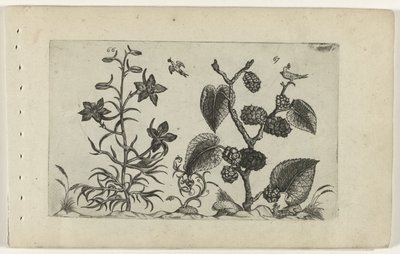 Vad pacsirta és fekete eperfa Cognoscite lilia (sorozat címe) alkotó: Crispijn van de Passe (I) (attributed to)
