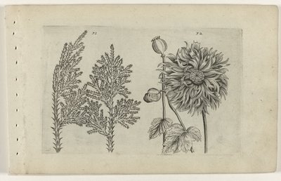 Hét fa és alvólabda Cognoscite lilia (sorozat címe) alkotó: Crispijn van de Passe (I) (attributed to)