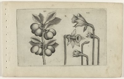 Zure kers en wilde narcissus Ismerje meg a liliomokat (sorozat címe) alkotó: Crispijn van de Passe (I) (attributed to)