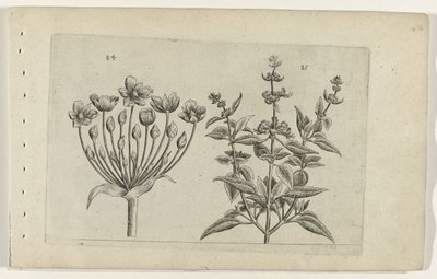 Hattyúvirág és kis virágú zsálya Cognoscite lilia (sorozat címe) alkotó: Crispijn van de Passe (I) (attributed to)