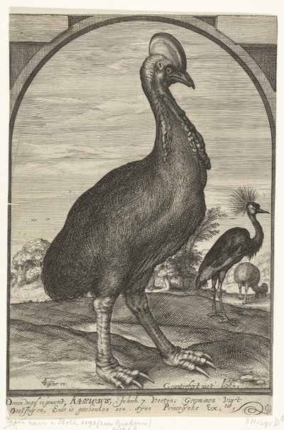 Kazuár, hozta Willem Jacobsz. Kelet-Indiából és Maurits hercegnek adták, 1614 alkotó: Crispijn van den Queborn (attributed to)