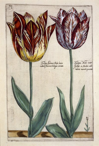 Tulipa Adriani Bilsi és Tulipa Nob viri Johan a Seulen, a „Hortus Floridus”-ból, 1614 körül megjelent (kézzel színezett metszet) alkotó: Crispin  Passe