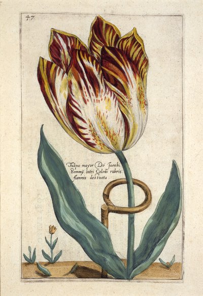 Tulipa Mayor Do Jacobi Bommy, 47. tábla, a „Hortus Floridus” 1614-ben megjelent könyvéből (kézzel színezett metszet) alkotó: Crispin  Passe