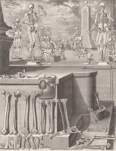 Tányér az „Atlas Anatomico” számára kiadatlan, kb. 1680-9..., Tábla kb. 1680-94, nyomtatva 1740. alkotó: Crisóstomo Martínez