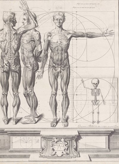 Tányér az „Atlas Anatomico” számára kiadatlan, kb. 1680-9..., Tábla kb. 1680-94, nyomtatva 1740. alkotó: Crisóstomo Martínez