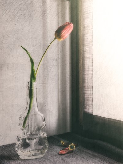 Finom rózsaszín tulipán alkotó: Cristiano Giani