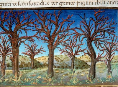 A világ vége: a fákat vér borítja (c.147v). 1476 alkotó: Cristoforo De Predis