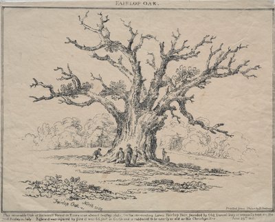 Fairlop tölgy, 1811. alkotó: D. H. Redman