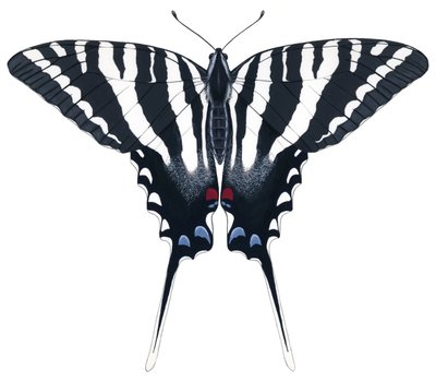 Zebra fecskefarkú pillangó (gouache) alkotó: Damstra Emily