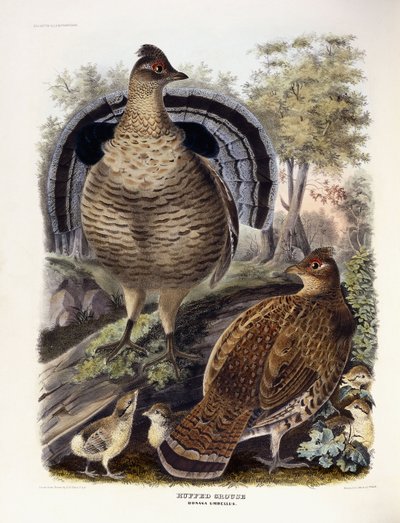 Ruffed Grouse, 1865 alkotó: Daniel Girard Elliot