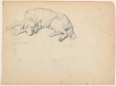 Rajz, Dash (egy szetter), 1862 körül. alkotó: Daniel Huntington