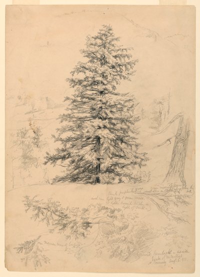 Rajz, Hemlock tanulmánya, North Conway, New Hampshire, 1855. augusztus 6. alkotó: Daniel Huntington