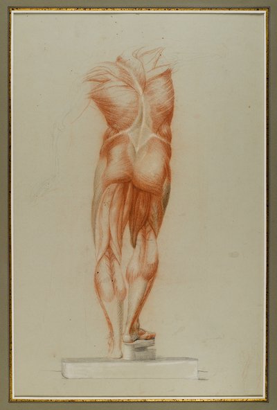 Écorché (Figure Study of Musculature), 1848 körül (kréta és grafit papíron) alkotó: Daniel Huntington