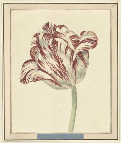 Tulipán, név szerint Bisar, de Fleuri bíboros alkotó: Daniël Marot (II)